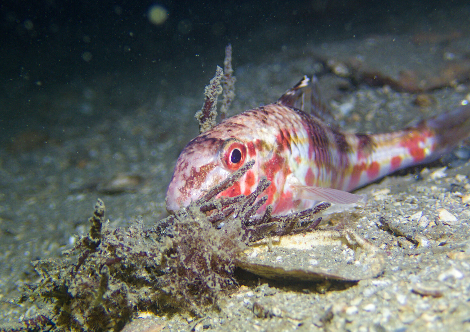 A photo of a pale fish with reddish stripes resting on a shell-gravel seafloor. The fish is on the right side of the photo, in a slight side profile view. In front of the fish is a little bit of brown algae.