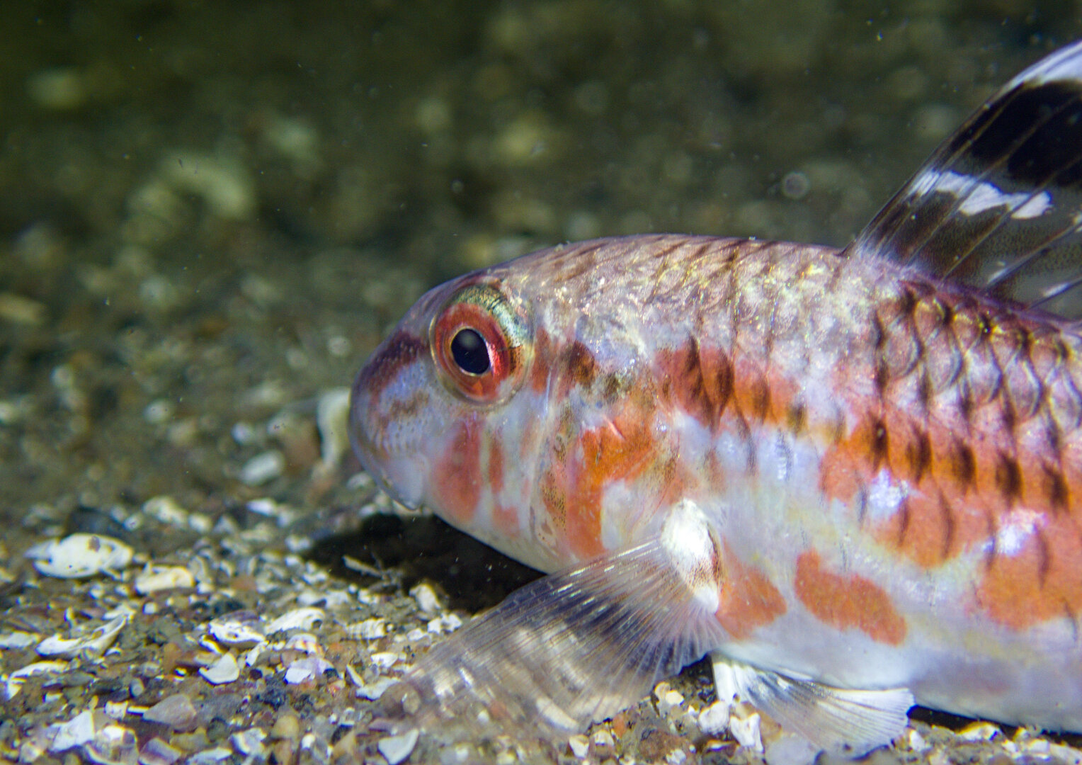 A photo of a pale fish with reddish stripes resting on a shell-gravel seafloor. The fish is facing away from the camera.