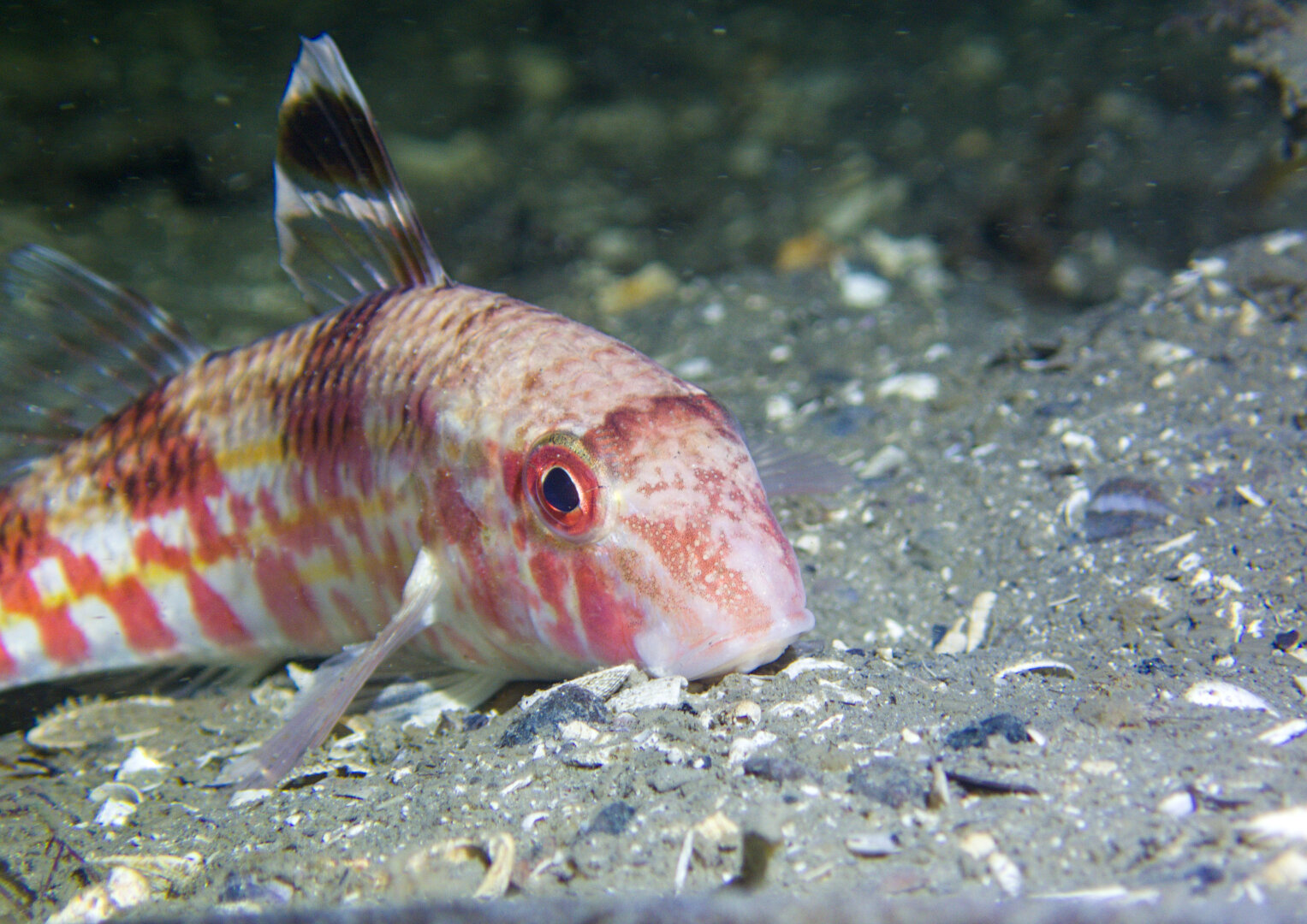 A photo of a pale fish with reddish stripes resting on a shell-gravel seafloor. The fish is on the left side of the photo, in a slight side profile view.