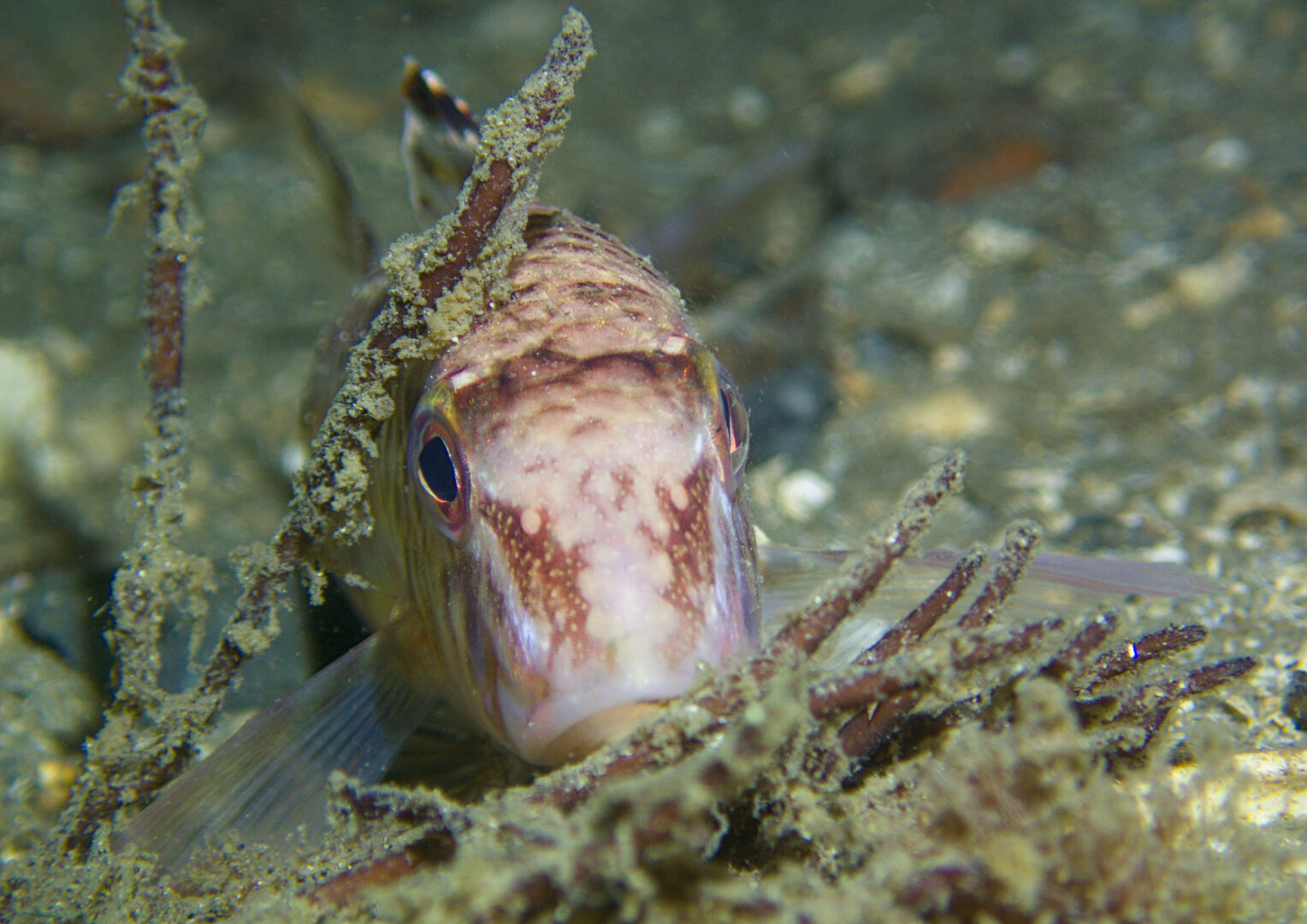 A photo of a pale fish with reddish stripes resting on a shell-gravel seafloor, the fish is facing the camera straight from the front