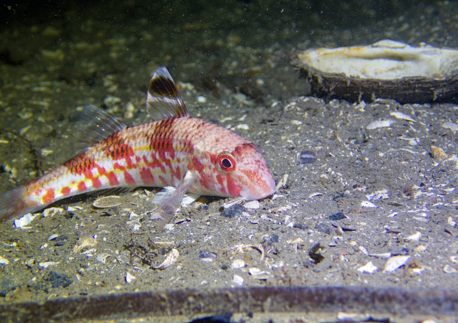 A photo of a pale fish with reddish stripes resting on a shell-gravel seafloor. The fish is on the left side of the photo, in a slight side profile view.
