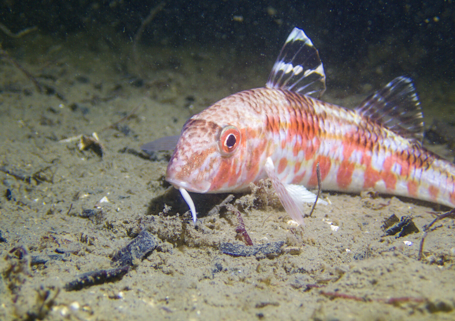 A photo of a pale fish with reddish stripes resting on a shell-gravel seafloor. The fish is on the right side of the photo, in a slight side profile view.