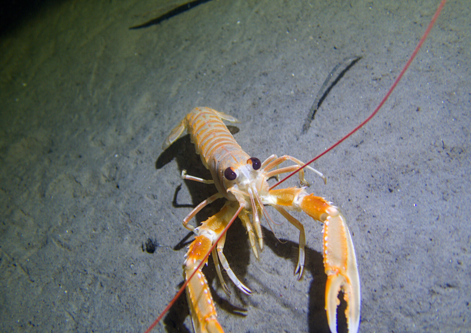 A photo of a beige-pink Norway lobster crawling towards the viewer on a grey seafloor.