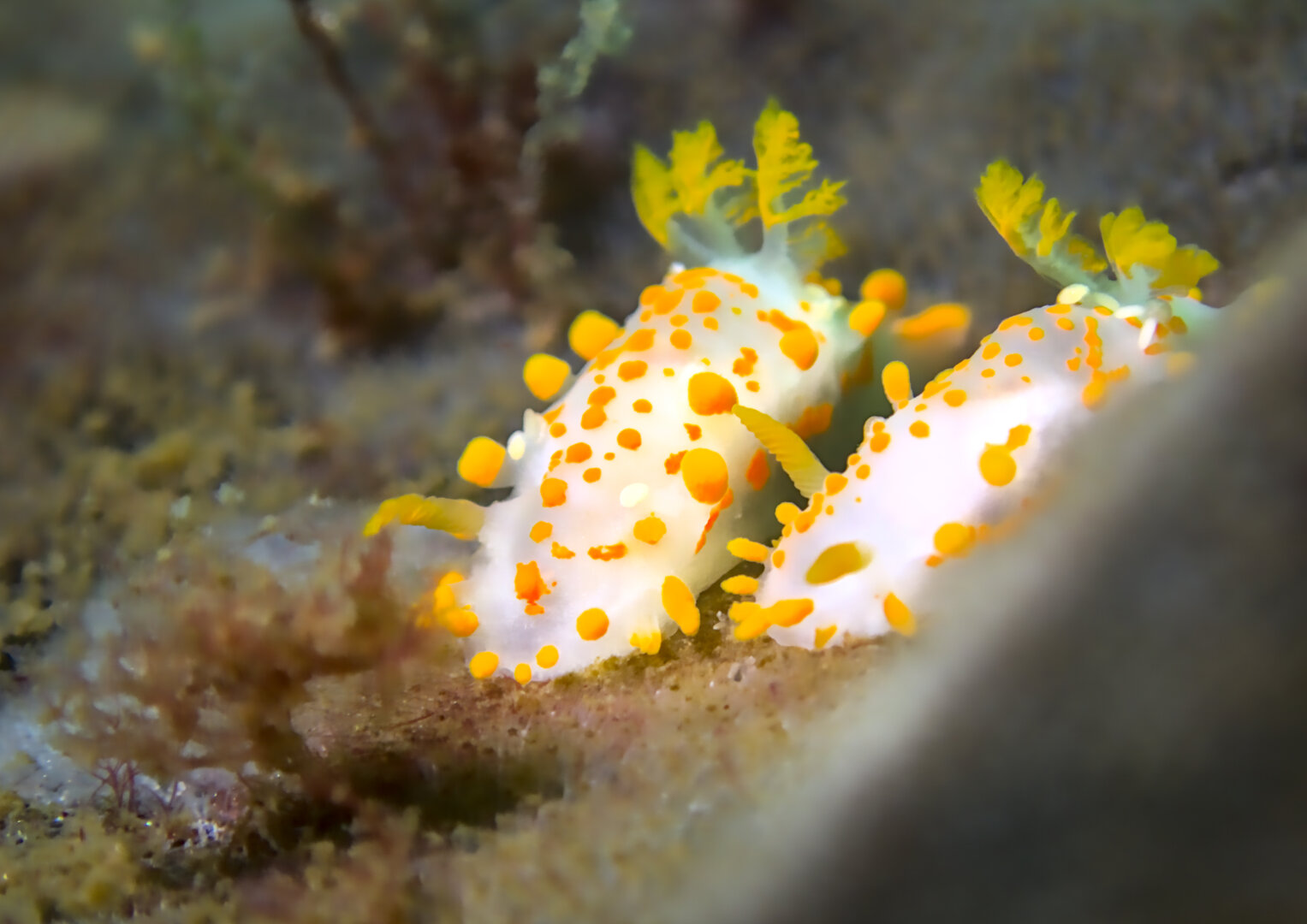 Photo of two Orange-clubbed seaslugs crawling on a bryozoa-encrusted piece of brown kelp. the photo is quite close-up and from the front