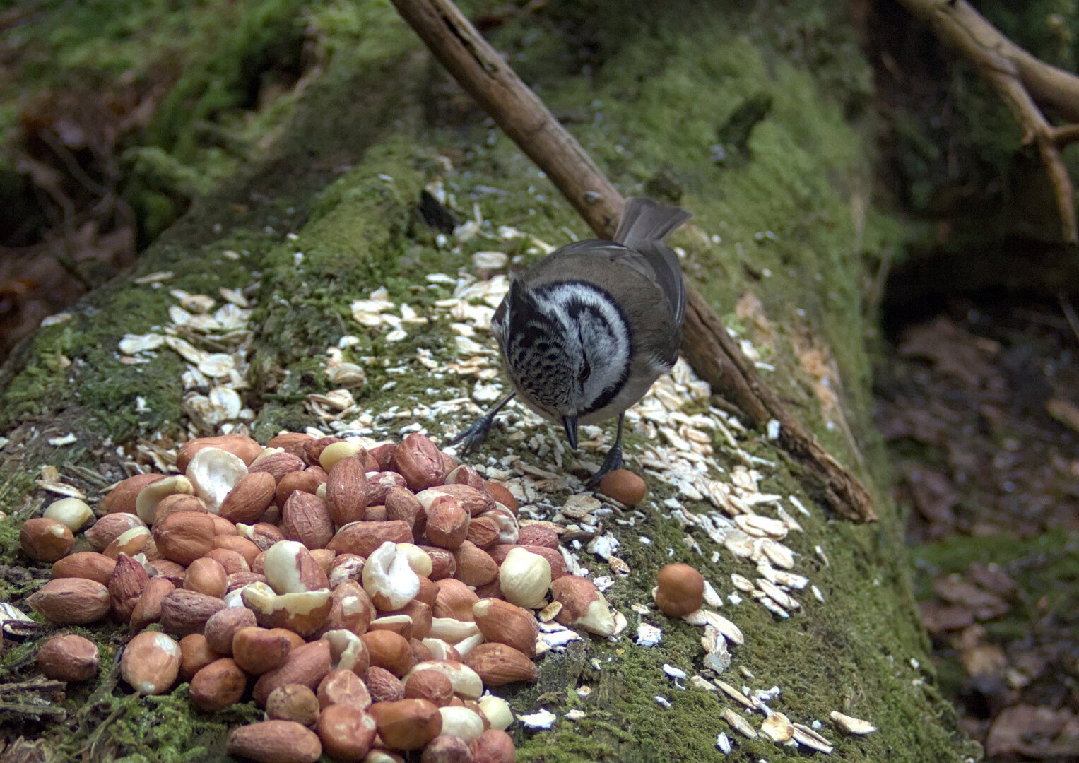Small brown bird with a crested black and white-striped head, the bird is looking at some peanuts and oat flakes laid out at a bird feeding area