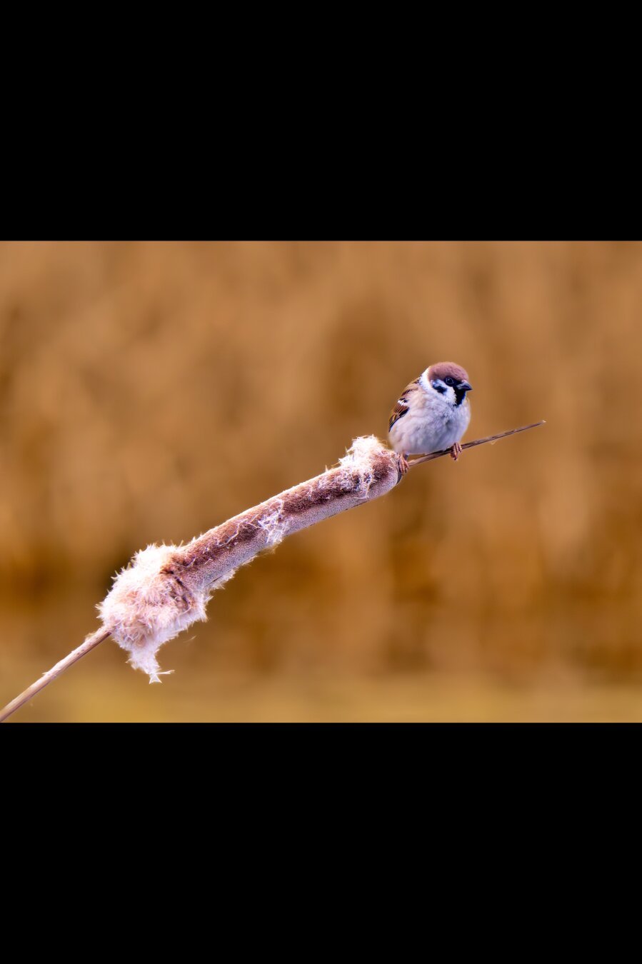 𝗣𝗶𝗰𝘁𝘂𝗿𝗲 𝗗𝗲𝘀𝗰𝗿𝗶𝗽𝘁𝗶𝗼𝗻 (𝗘𝗻𝗴): We see a leaning reed (Typha), with its characteristic cigar-shaped spike, on which a tree sparrow perches. The background is golden and out of focus, but we can see the opposite shore of a pool.

𝗗𝗲𝘀𝗰𝗿𝗶𝗽𝗰𝗶𝗼́𝗻 (𝗘𝘀𝗽): Vemos un junco (Typha) inclinado, con su caracterísitica inflorescencia con forma de puro, sobre el que se posa un gorrión molinero, el fondo es dorado y desenfocado, pero adivinamos la orilla opuesta de una laguna.