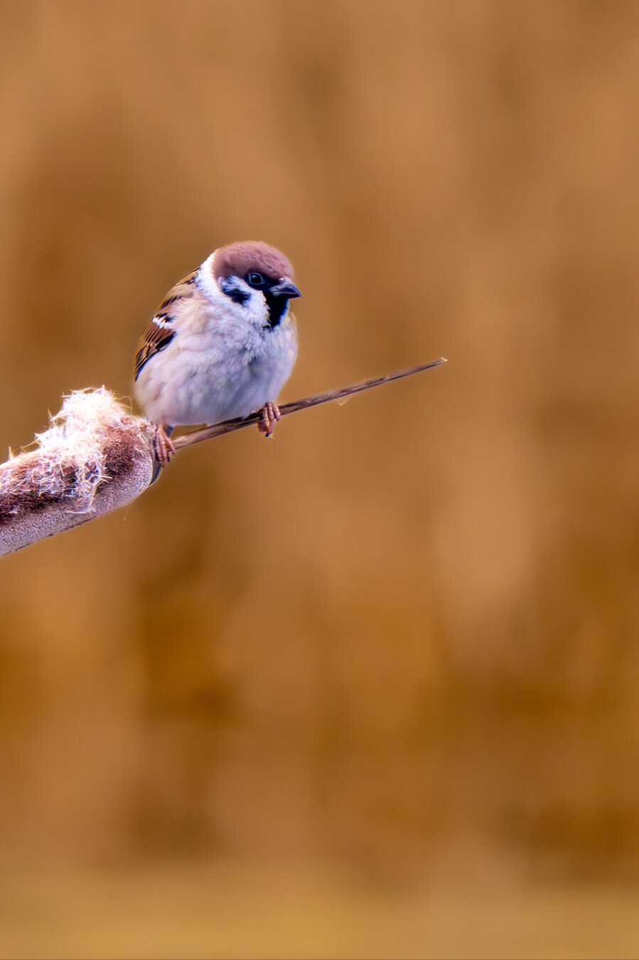 𝗣𝗶𝗰𝘁𝘂𝗿𝗲 𝗗𝗲𝘀𝗰𝗿𝗶𝗽𝘁𝗶𝗼𝗻 (𝗘𝗻𝗴): This is a landscape image divided into two halves, this one on the right. We see a leaning reed (Typha), with its characteristic cigar-shaped spike, on which a tree sparrow perches. The background is golden and out of focus, but we can make out the opposite shore of a pool.

𝗗𝗲𝘀𝗰𝗿𝗶𝗽𝗰𝗶𝗼́𝗻 (𝗘𝘀𝗽): Esta es una imagen apaisada dividida en dos mitades, esta es la de la derecha.  Vemos un junco inclinado (Typha), con su característica espiga en forma de puro, sobre la que se posa un gorrión molinero. El fondo es dorado y está desenfocado, pero podemos adivinar la orilla opuesta de una laguna.