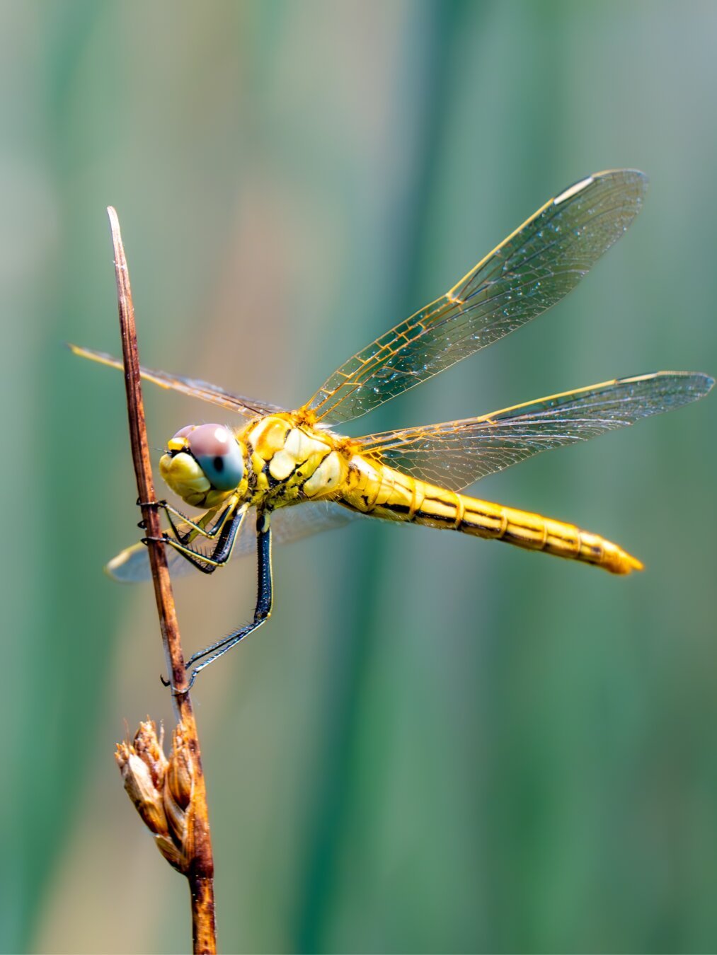 𝗣𝗶𝗰𝘁𝘂𝗿𝗲 𝗗𝗲𝘀𝗰𝗿𝗶𝗽𝘁𝗶𝗼𝗻 (𝗘𝗻𝗴): A close-up image of a Red-veined Darter dragonfly, probably female, perched on the stem of a reed in a pool in the Cantalejo Lagoons complex (Segovia).

𝗗𝗲𝘀𝗰𝗿𝗶𝗽𝗰𝗶𝗼́𝗻 (𝗘𝘀𝗽): Una imagen de aproximación de una libélula nómada, probablemente hembra, posada en el tallo de una cañavera de una charca del complejo de las Lagunas de Cantalejo (Segovia).