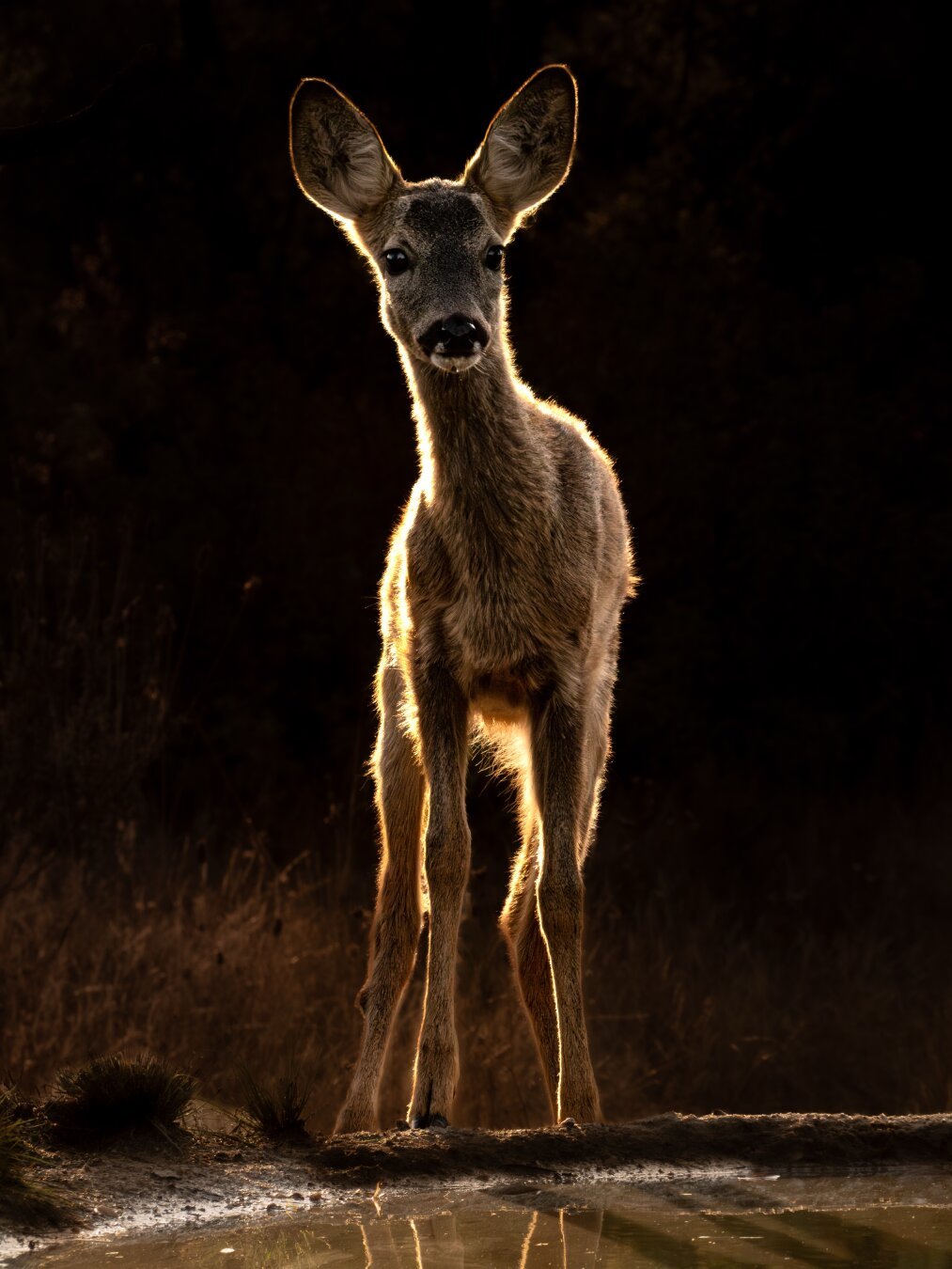 𝗣𝗶𝗰𝘁𝘂𝗿𝗲 𝗗𝗲𝘀𝗰𝗿𝗶𝗽𝘁𝗶𝗼𝗻 (𝗘𝗻𝗴): A roe deer photographed backlit next to a drinking pool it visited during a warm summer afternoon on the Castilian Plateau. The roe deer looks suspiciously toward an area where a photographer was hiding, but it doesn't quite see her, so it doesn't flee, although it is wary.

𝗗𝗲𝘀𝗰𝗿𝗶𝗽𝗰𝗶𝗼́𝗻 (𝗘𝘀𝗽): Un corzo fotografiado a contraluz junto a un bebedero al que ha acudido durante la tarde de un cálido verano en la Meseta Castellana. El corzo mira receloso hacia una zona donde estaba escondida una fotógrafa, pero no acaba de verla, por lo que no huye, aunque se muestra muy cauteloso.