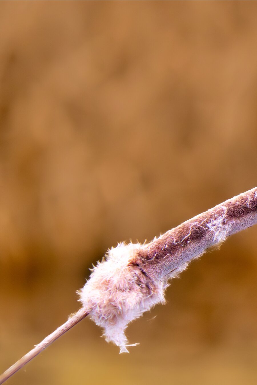 𝗣𝗶𝗰𝘁𝘂𝗿𝗲 𝗗𝗲𝘀𝗰𝗿𝗶𝗽𝘁𝗶𝗼𝗻 (𝗘𝗻𝗴): This is a landscape image divided into two halves, this one on the left. We see a leaning reed (Typha), with its characteristic cigar-shaped spike, on which a tree sparrow perches. The background is golden and out of focus, but we can make out the opposite shore of a pool.

𝗗𝗲𝘀𝗰𝗿𝗶𝗽𝗰𝗶𝗼́𝗻 (𝗘𝘀𝗽): Esta es una imagen apaisada dividida en dos mitades, esta es la de la izquierda.  Vemos un junco inclinado (Typha), con su característica espiga en forma de puro, sobre la que se posa un gorrión molinero. El fondo es dorado y está desenfocado, pero podemos adivinar la orilla opuesta de una laguna.