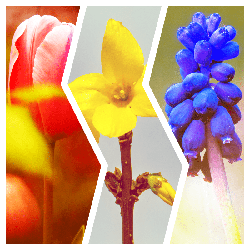 Un símil de la bandera de la Segunda República Española hecho con fotografías de flores.