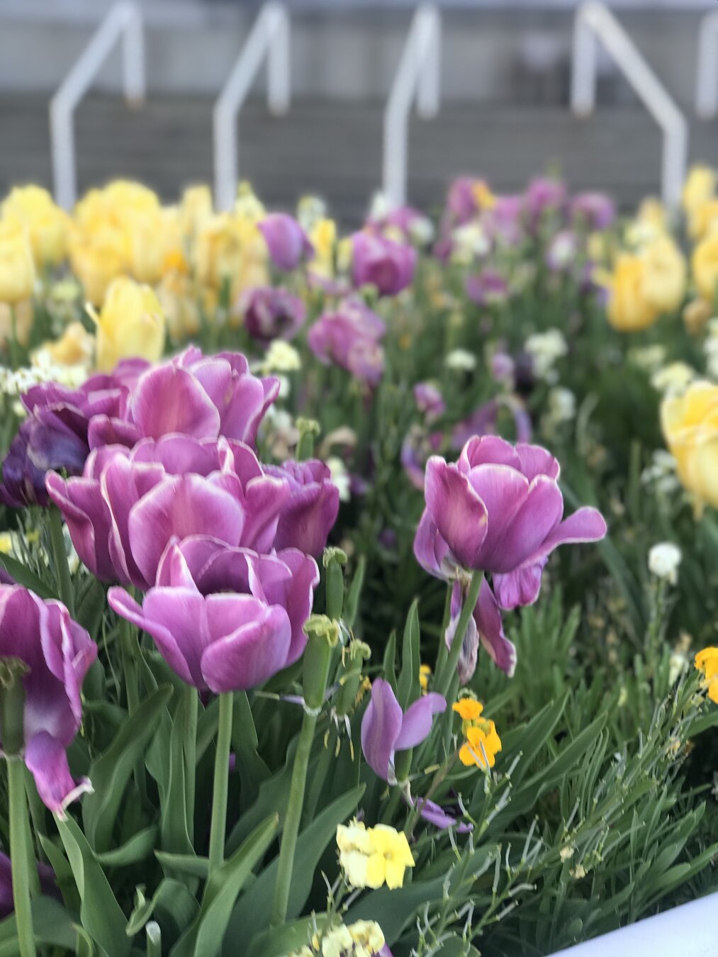Purple tulips in front of yellow ones