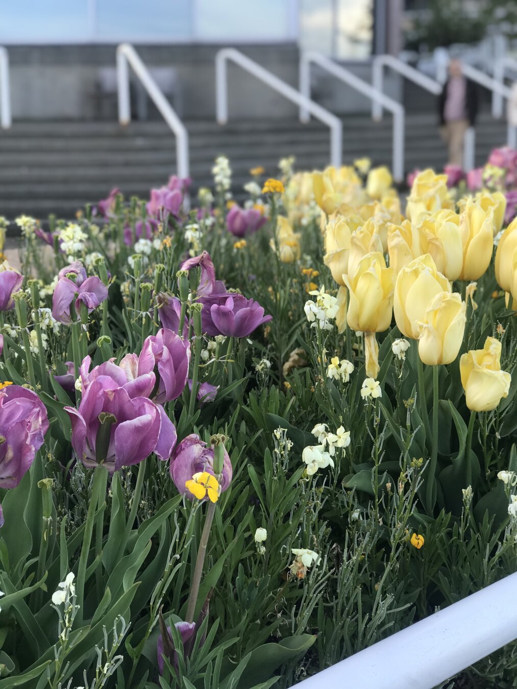 Purple tulips beside yellow ones on right