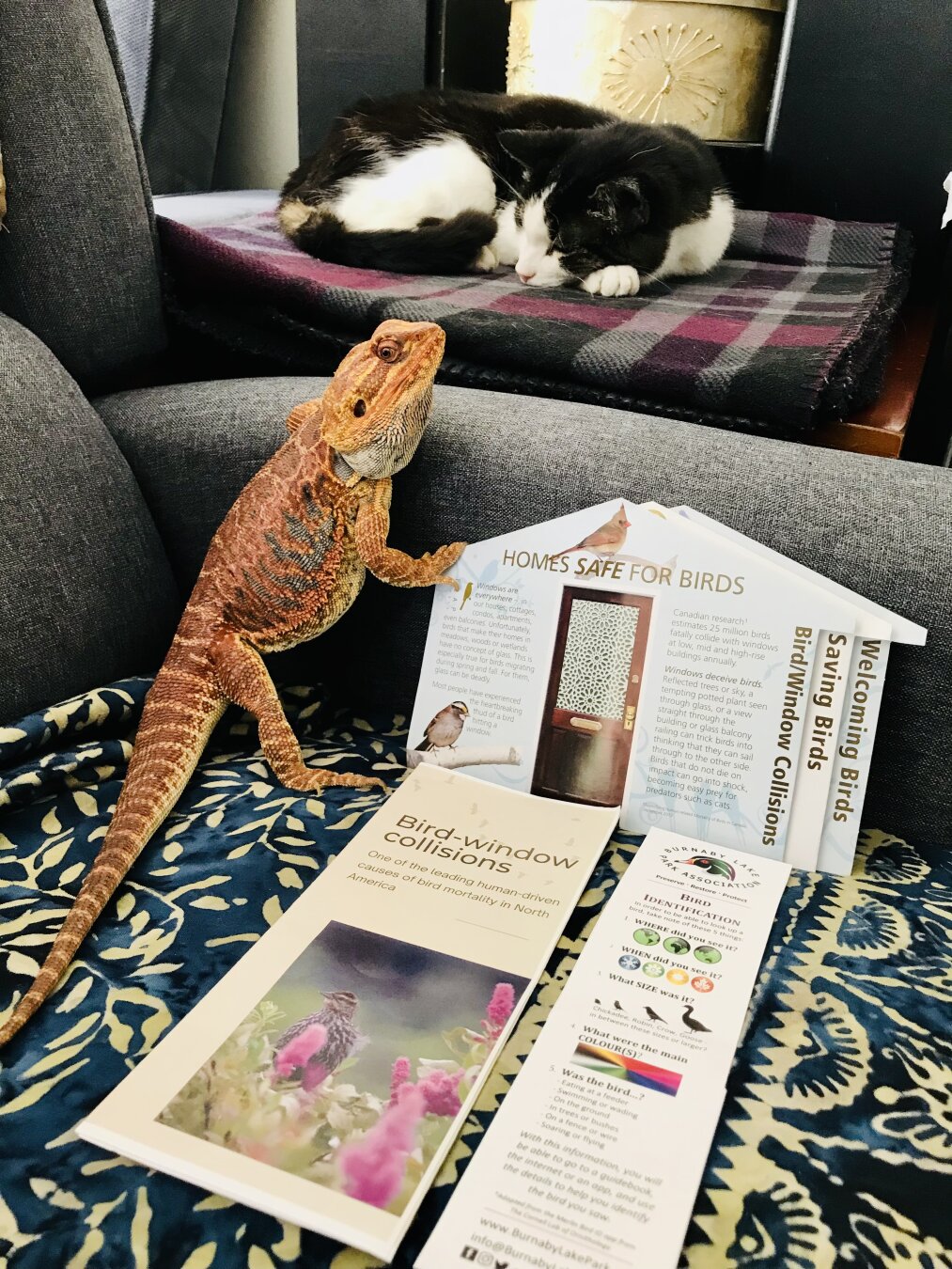 Tuxedo cat napping behind a bearded dragon looking at the camera. On his right, some birding and bird safety resources from Burnaby Lake