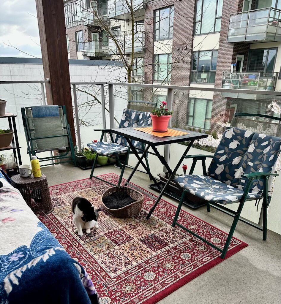 Cat on carpet; outdoor patio
