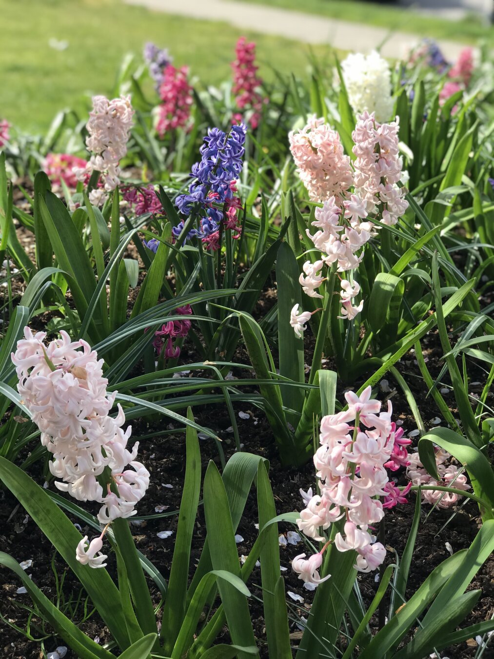 Flowers by senior’s centre