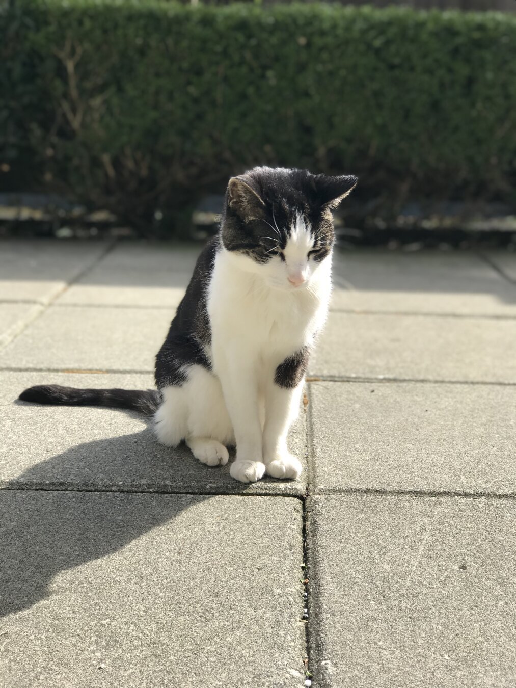 Rescued senior cat sunbathing outside
