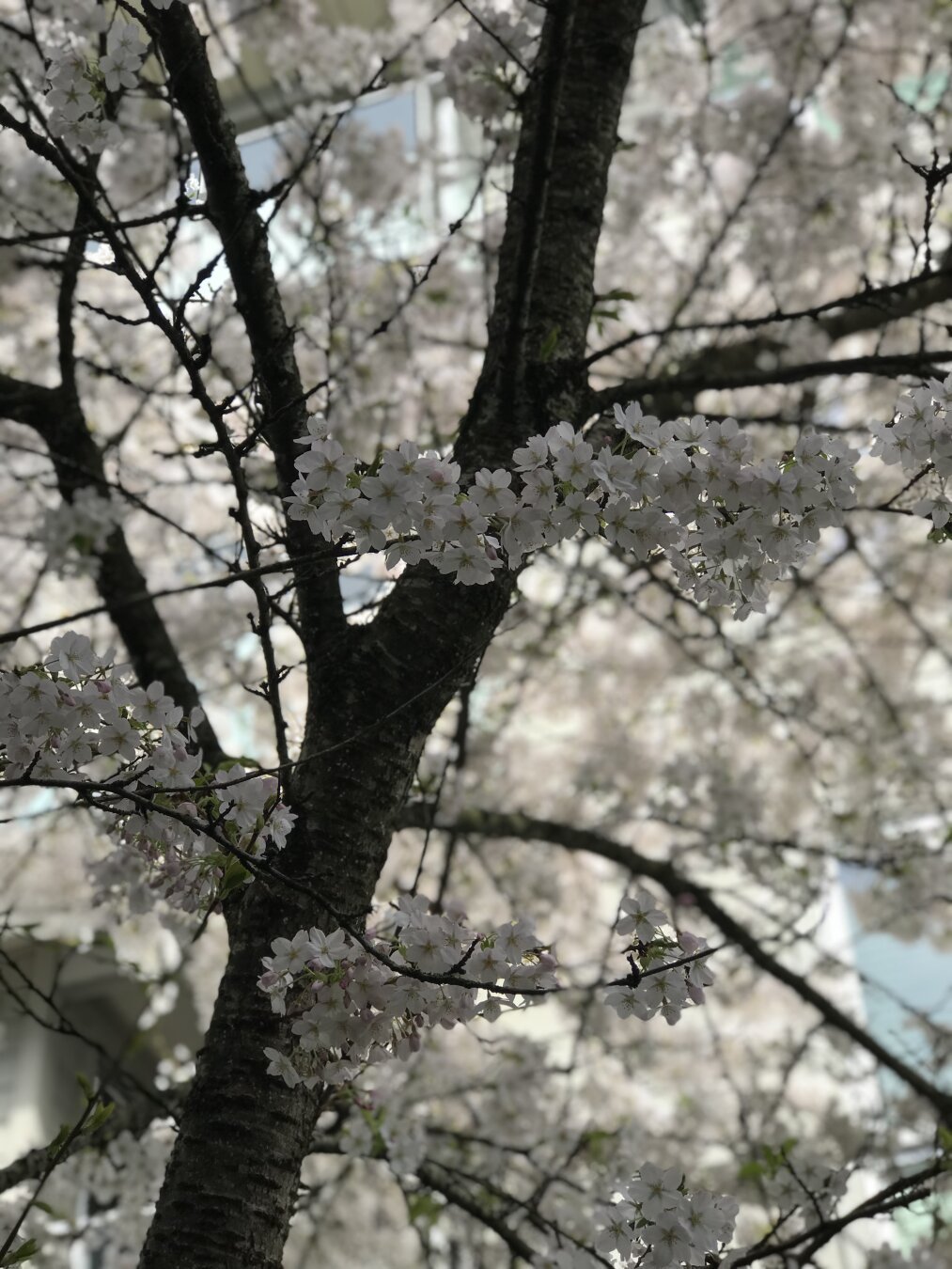 Sakura tree