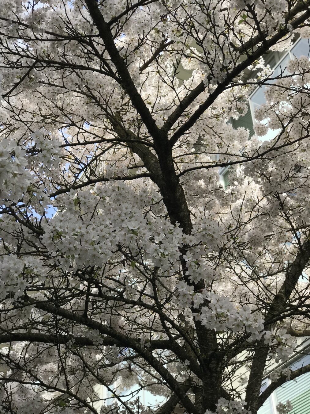 Sakura on tree
