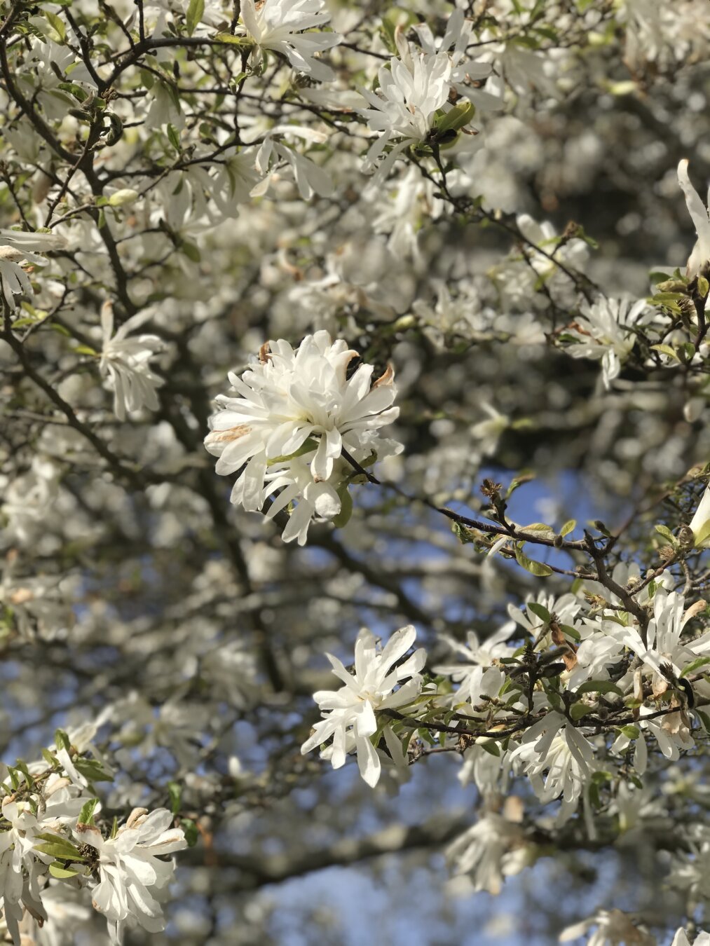 White flowers