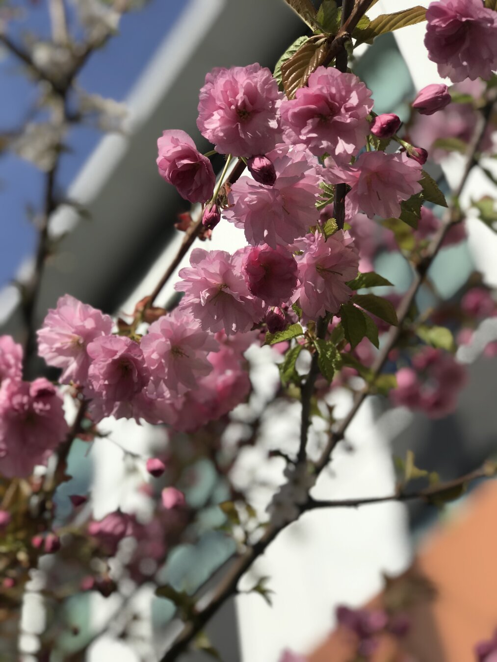 Love these pink beauties