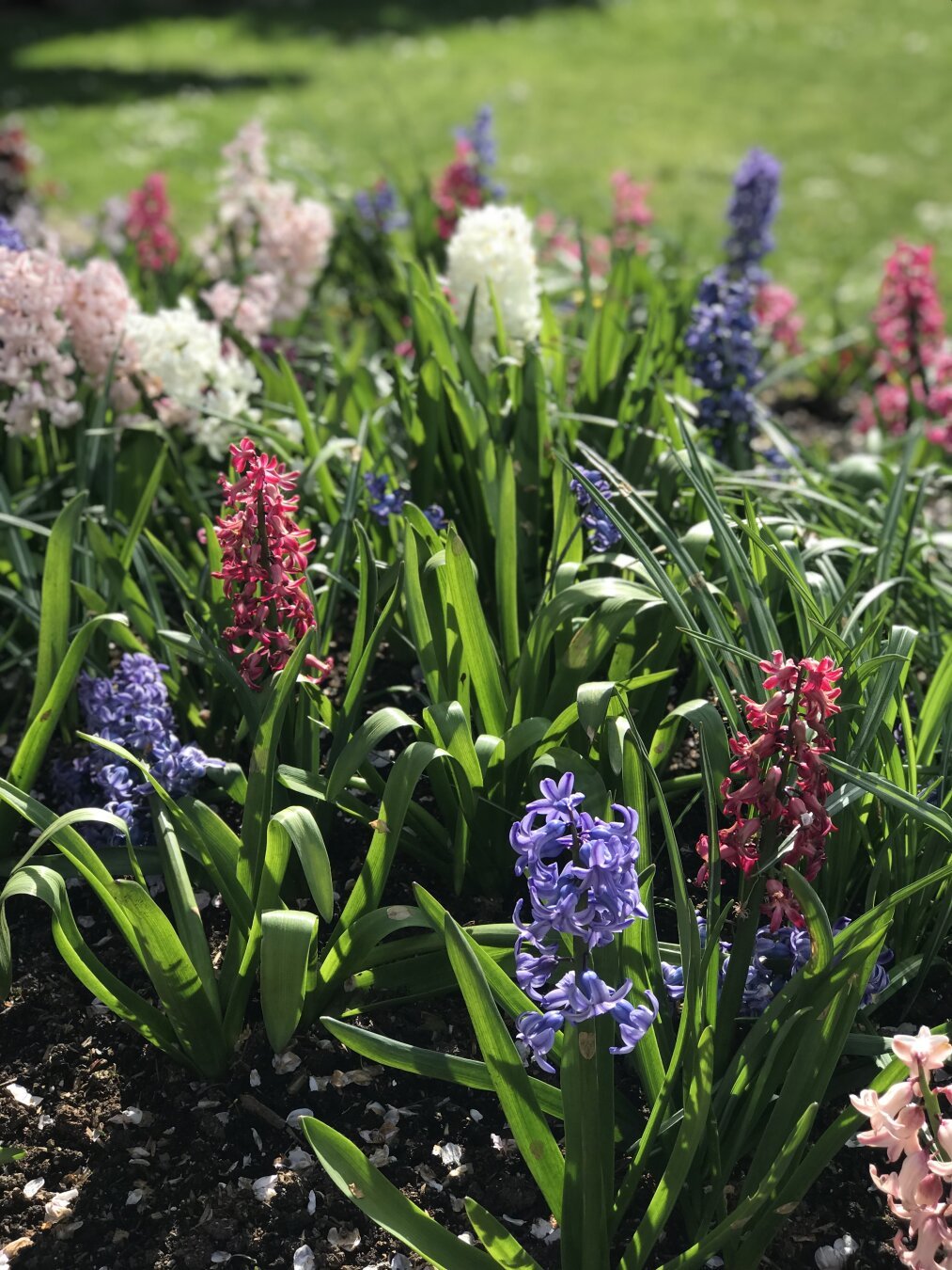 Flower bed by seniro centre