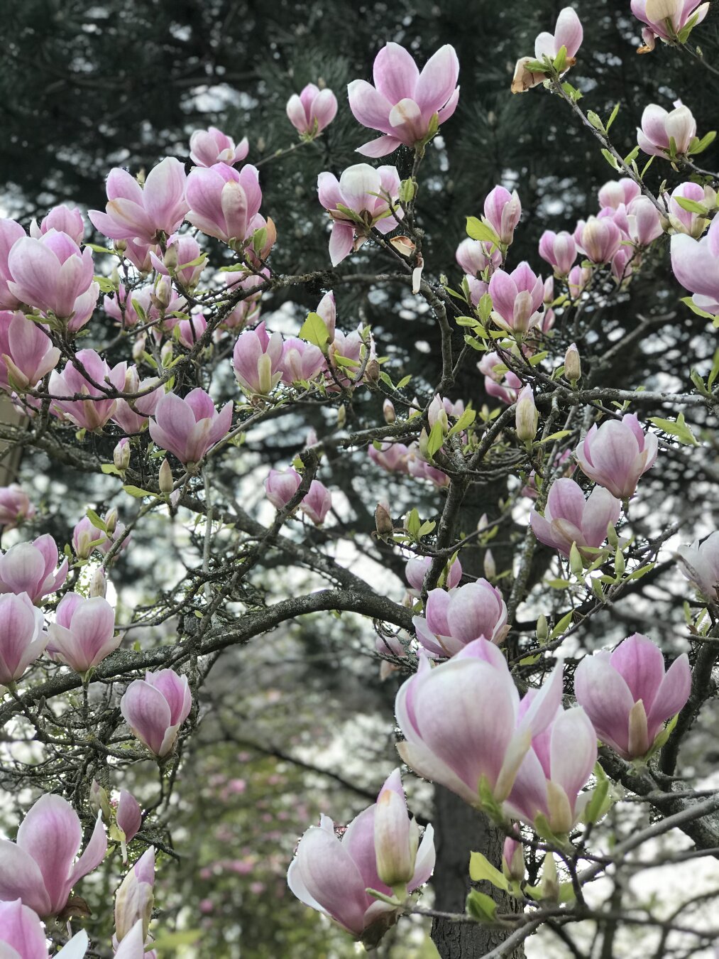 Magnolia tree