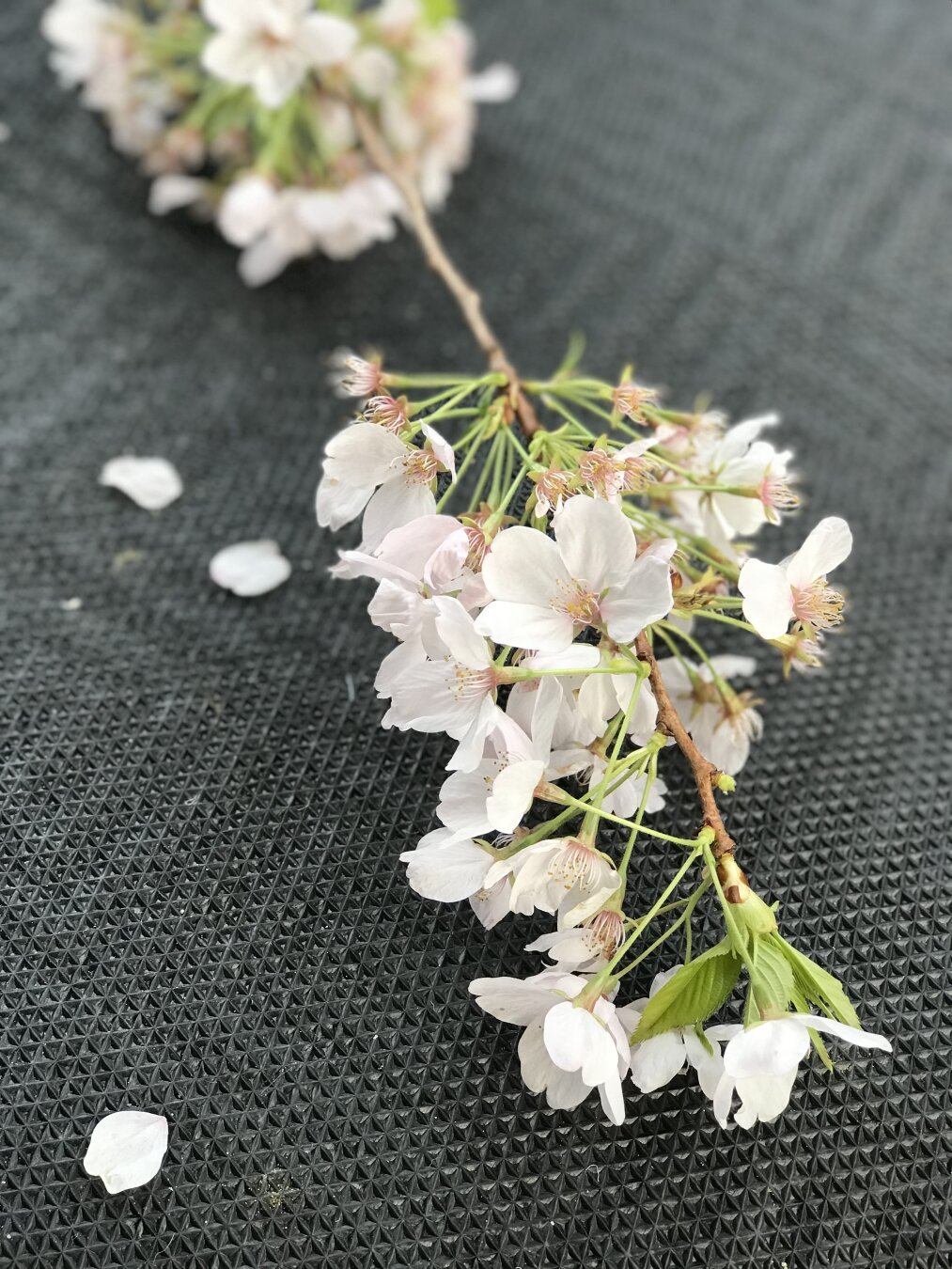 Cherry blossoms on a branch. Sakura