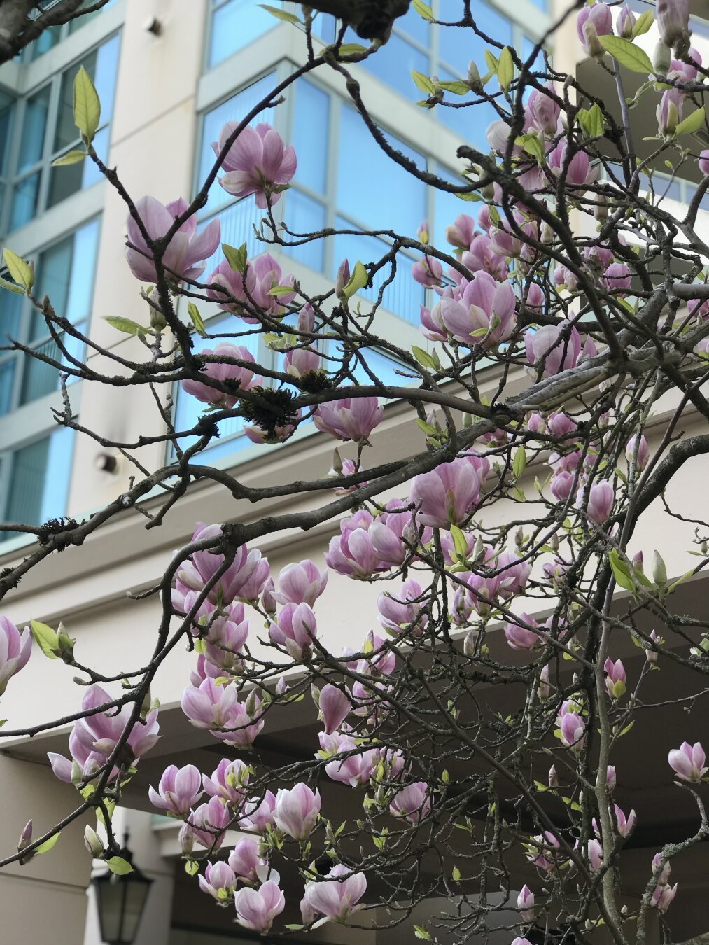 Magnolia tree, condominium background