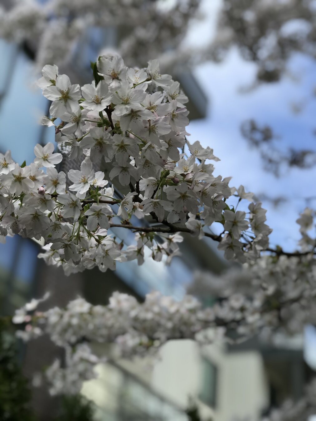 Sakura and sky