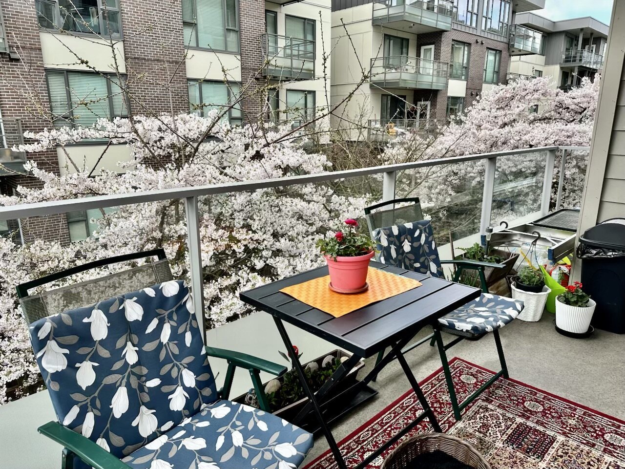 Patio with cherry blossoms view