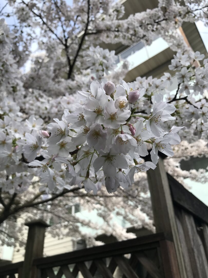 Closeup sakura backyard fence