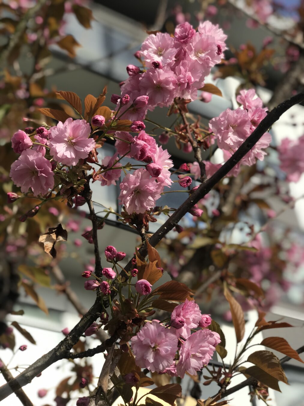 Pink flowers on a branch