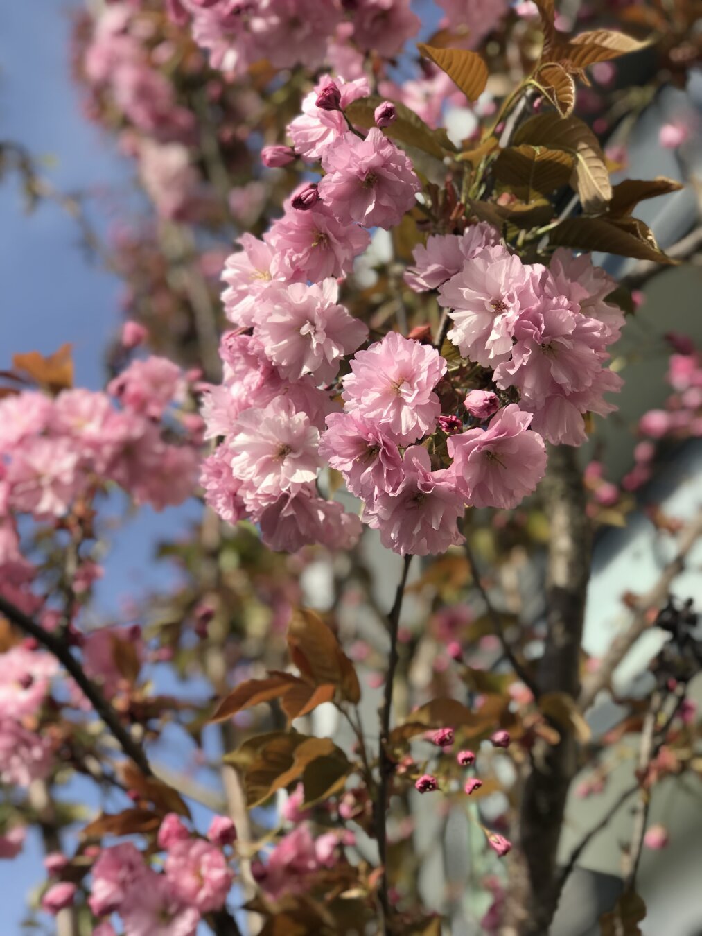 Another pic of pink flowers