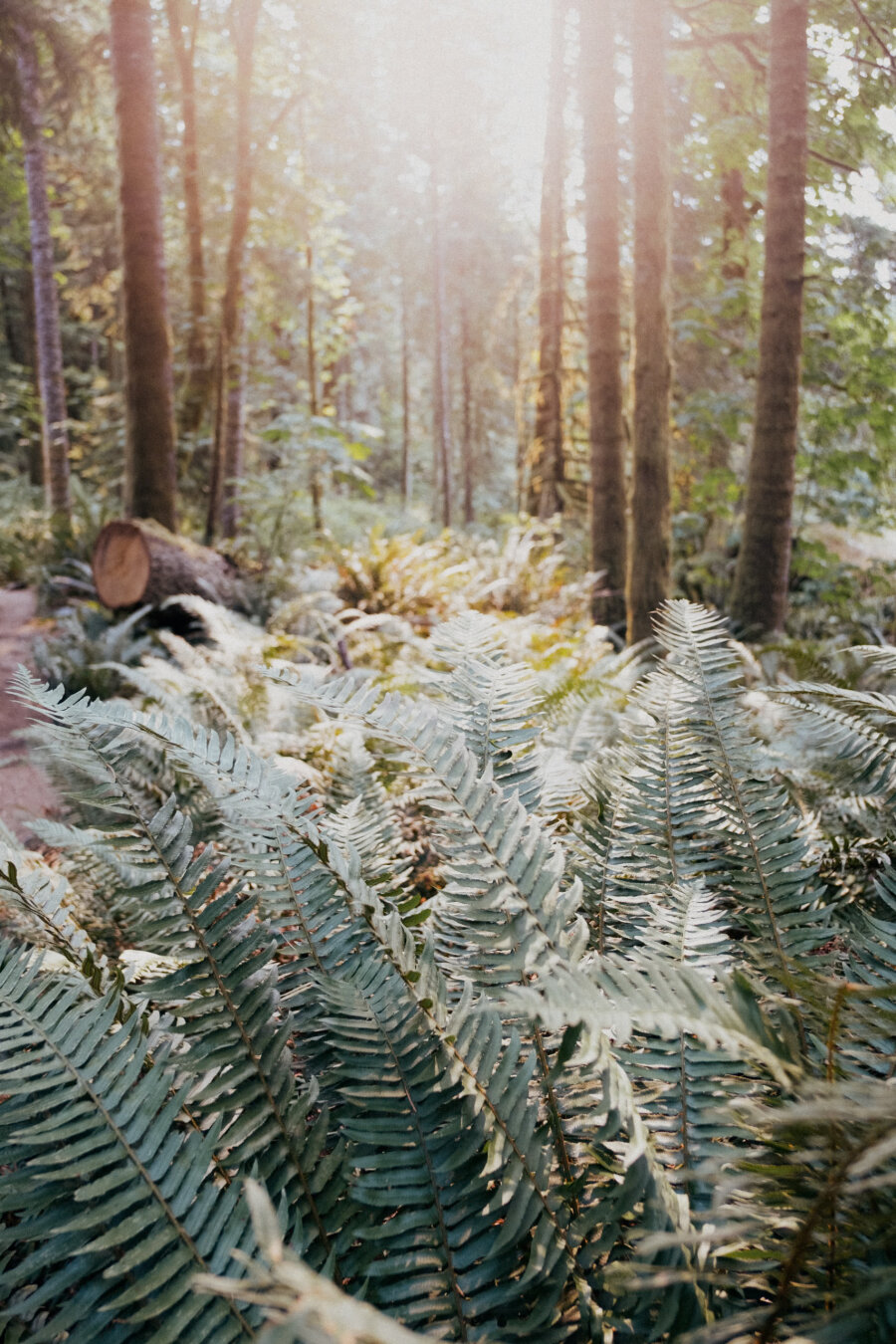 Sunlight filters through tall trees in a lush forest, illuminating green ferns in the foreground and a fallen log along a dirt path in the background.