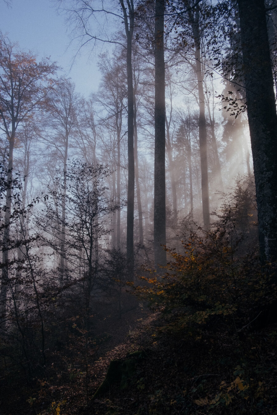 A misty forest scene with tall, bare trees rising into the sky, sunlight filtering through the fog, and autumn leaves covering the ground and lower shrubs.