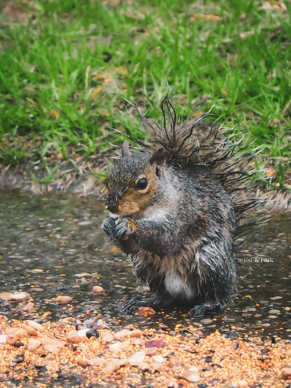 Photograph of a very wet squirrel eating peanuts and bird seed in the rain