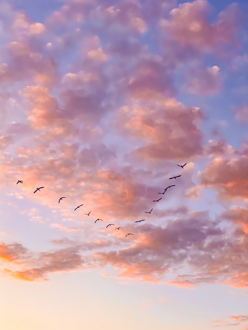 Photograph of birds flying in the clouds while the sun is setting.