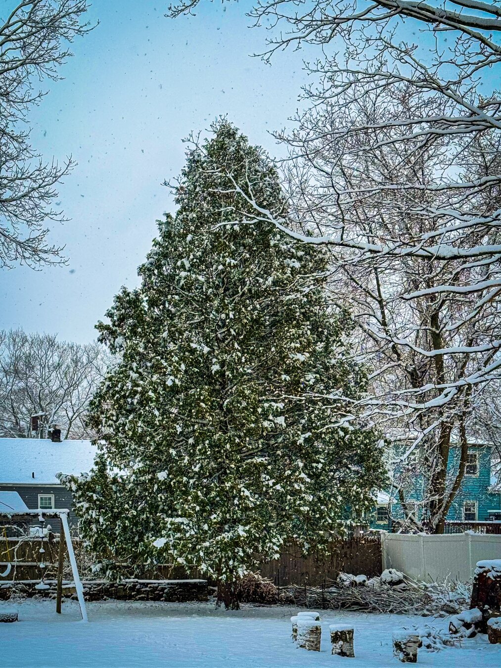 Photograph of a cedar tree covered in snow