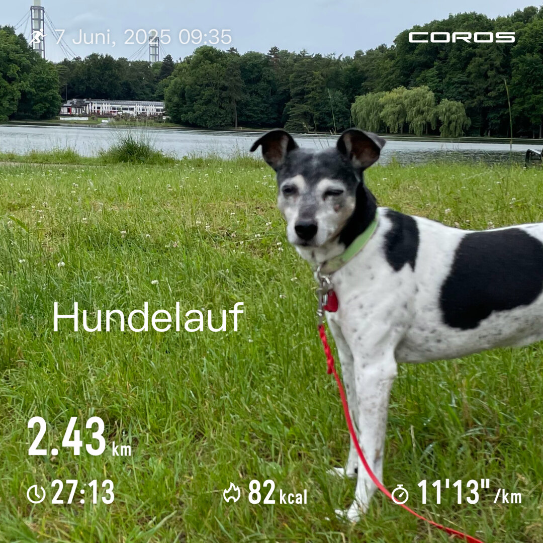Ein Hund steht auf einer Wiese, im Hintergrund ein Weiher und ein Gebäude .Aufschrift Hundelauf.
