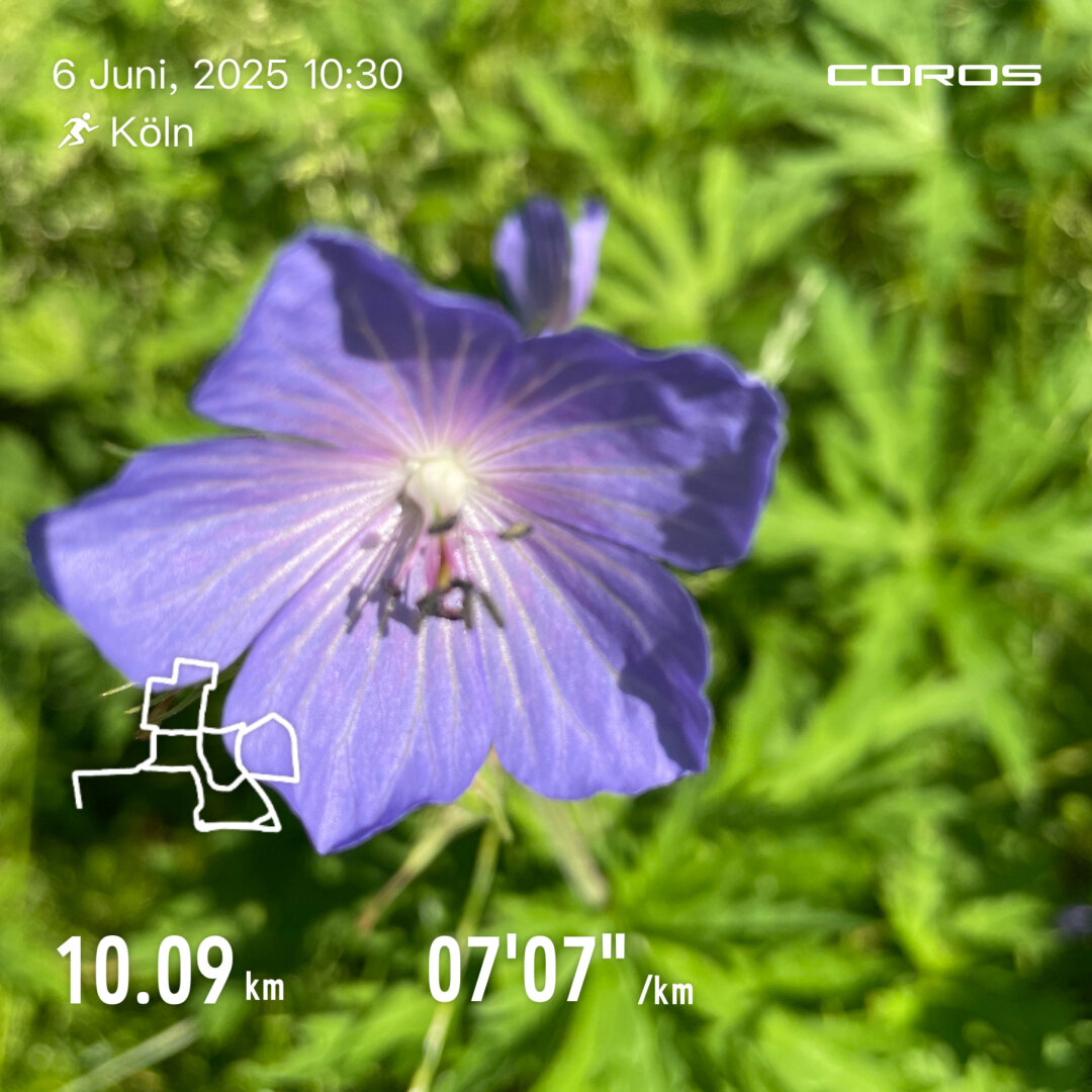 Lila Blüte mit Laufdaten im Vordergrund