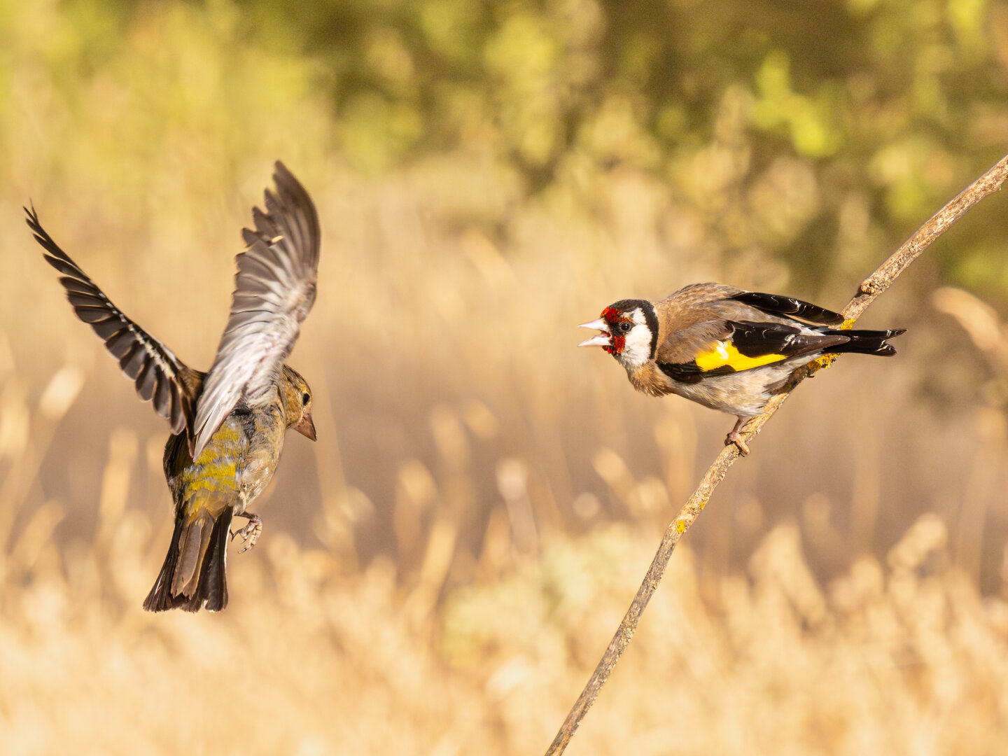 𝗣𝗶𝗰𝘁𝘂𝗿𝗲 𝗗𝗲𝘀𝗰𝗿𝗶𝗽𝘁𝗶𝗼𝗻 (𝗘𝗻𝗴): An adult goldfinch perched on a branch tries to scare away a fledgling from landing beside it. This is probably a weaning scene in which the adult is trying to encourage the fledgling to become more independent and explore and find its own food.

𝗗𝗲𝘀𝗰𝗿𝗶𝗽𝗰𝗶𝗼́𝗻 (𝗘𝘀𝗽): Un jilguero adulto posado en una rama intenta espantar a un volantón para que no se pose a su lado. Probablemente una escena de destete en la que el adulto intentaría promover la independencia del volantón para que explore y busque su propio alimento.
