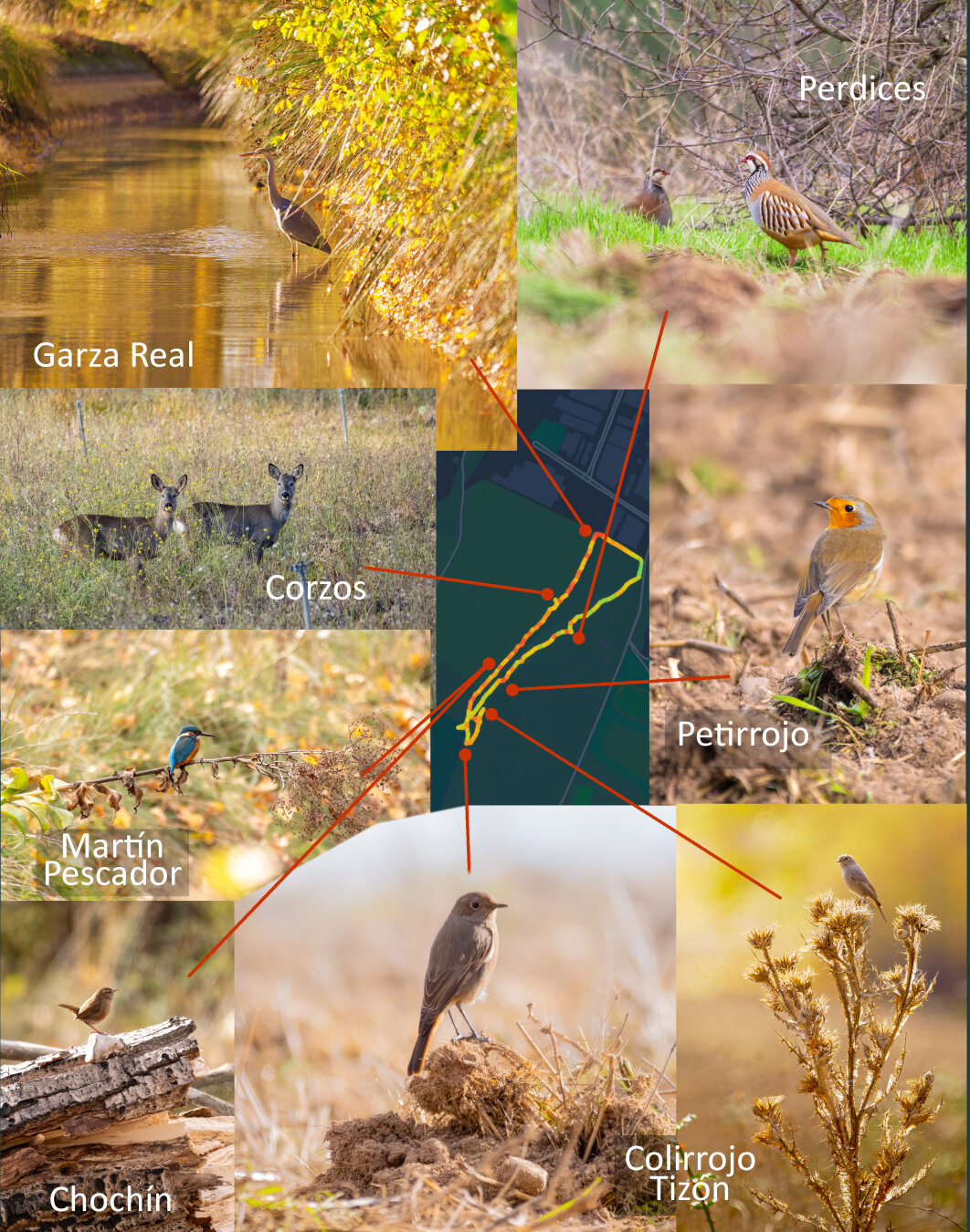 𝗣𝗶𝗰𝘁𝘂𝗿𝗲 𝗗𝗲𝘀𝗰𝗿𝗶𝗽𝘁𝗶𝗼𝗻 (𝗘𝗻𝗴): A collage of shots during a walk in the countryside. A grey heron in a chanel, roe deer in a meadow, a covey of partridges in the grass, a robin on the ground, a kingfisher on a branch, a wren on a trunk, a black redstart on a mound , and another among dry vegetation. In the center, the route and arrows indicating where each animal was observed.

𝗗𝗲𝘀𝗰𝗿𝗶𝗽𝗰𝗶𝗼́𝗻 (𝗘𝘀𝗽): Collage de fotos de un paseo por el campo. Una garza real en un canal, corzos en un prado, una bandada de perdices en la hierba, un petirrojo en el suelo, un martín pescador en una rama, un chochín en un tronco, un colirrojo tizón en un montículo y otro entre vegetación seca. En el centro, la ruta y flechas que indican dónde se observó cada animal.