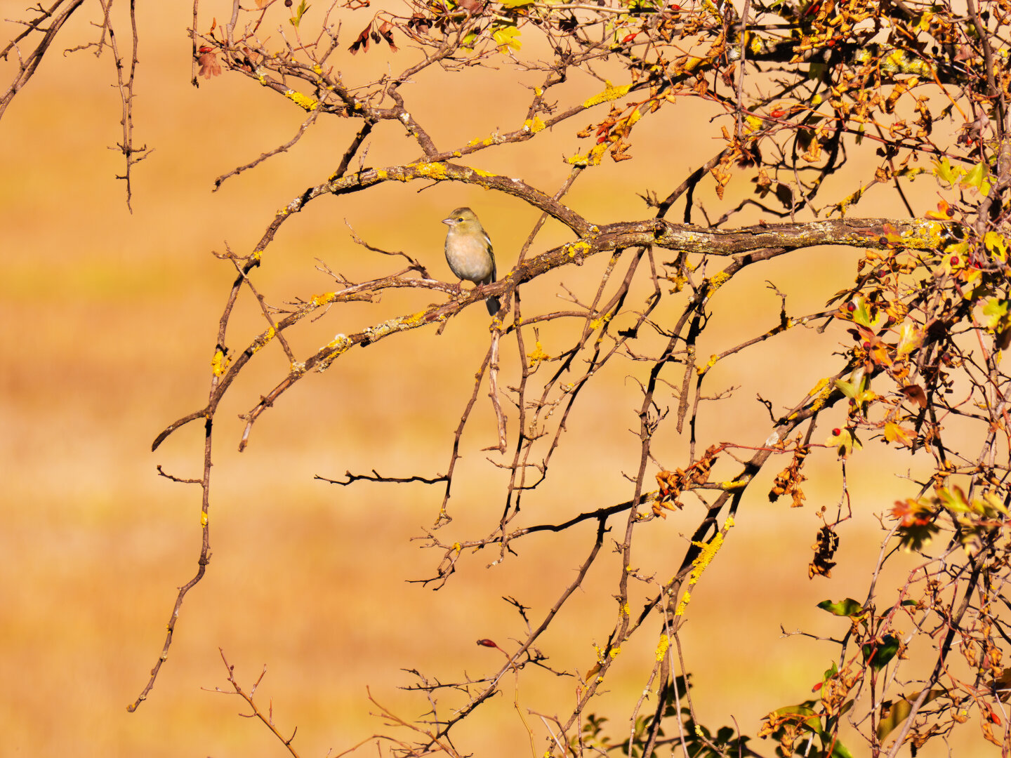 𝐏𝐢𝐧𝐳𝐨́𝐧 𝐕𝐮𝐥𝐠𝐚𝐫 (𝐹𝑟𝑖𝑛𝑔𝑖𝑙𝑙𝑎 𝑐𝑜𝑒𝑙𝑒𝑏𝑠), Valladolid España

#PinzonVulgar
#FringillaCoelebs
#PinsaComu
#TxontaArrunta
#PimpinComun
#TentilhaoComum
#Fringuello
#CommonChaffinch
#PinsonDesArbres
#Buchfink
#Birds 🪶
#Pajareo
#Nature
#Wildlife
#LumixG90
#Micro43