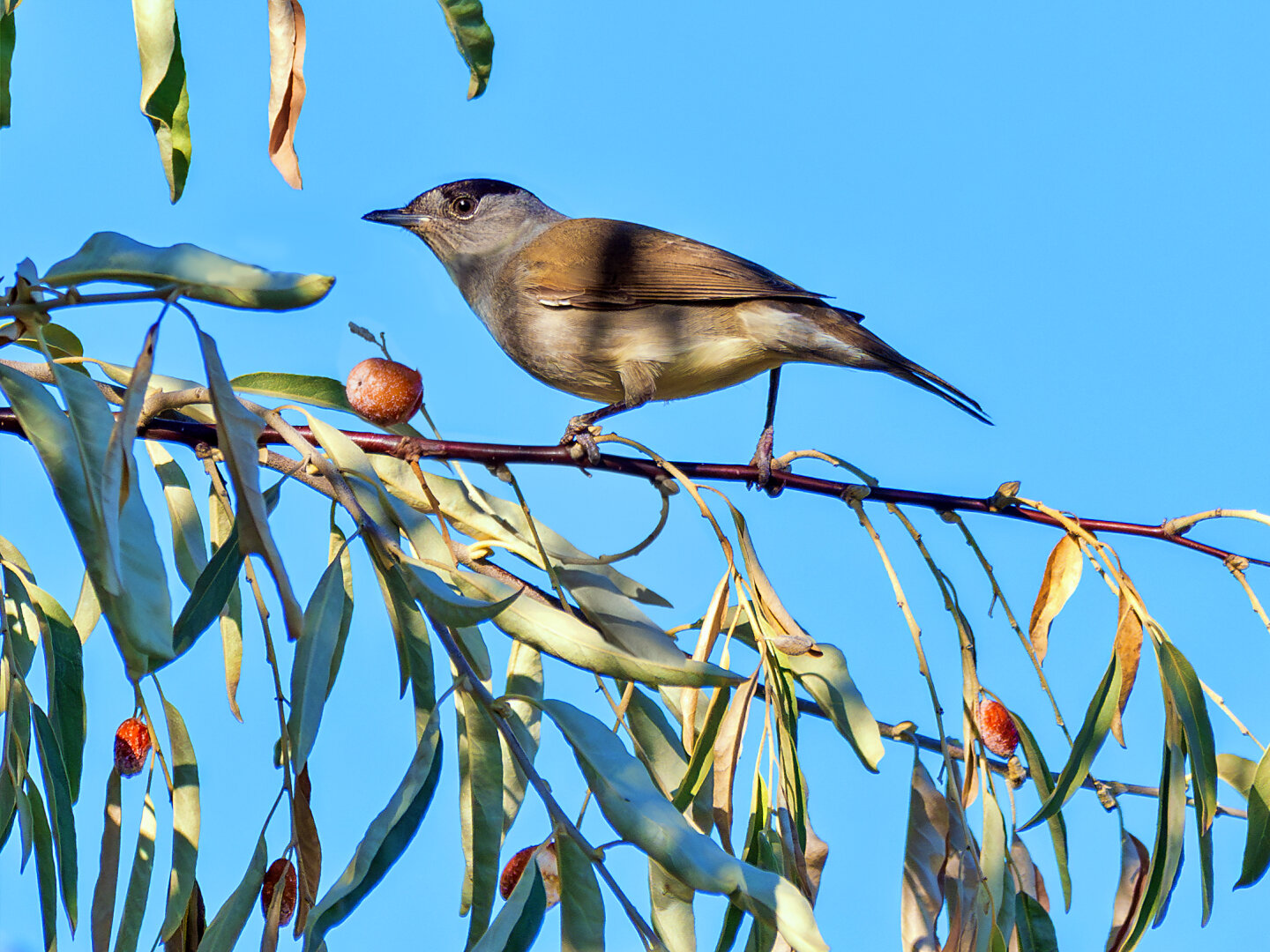 𝗣𝗶𝗰𝘁𝘂𝗿𝗲 𝗗𝗲𝘀𝗰𝗿𝗶𝗽𝘁𝗶𝗼𝗻 (𝗘𝗻𝗴): Male blackcap perched on a branch of Russian olive, or silver berry, with narrow greyish-green leaves and orange fruits; the bird is close to one of the fruits and the sky appears completely blue as a background.

𝗗𝗲𝘀𝗰𝗿𝗶𝗽𝗰𝗶𝗼́𝗻 (𝗘𝘀𝗽): Macho de curruca capirotada posado en una rama de pangí, o árbol del paraíso, con hojas estrechas verde grisáceas y frutos anaranjados; el ave está cerca de uno de los frutos y el cielo aparece completamente azul como fondo.

Cámara Panasonic Lumix G90/G95
Objetivo Panasonic Leica ED 100‑400mm ƒ4.0‑6.3 II
Datos Exif: Modo Manual, ƒ7.1, 1/1000s, ISO 400, 400mm