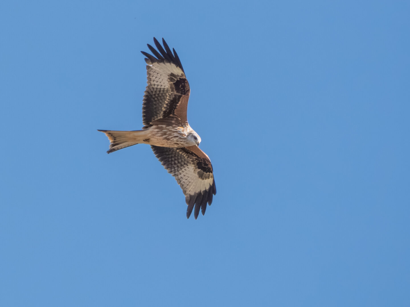 𝗣𝗶𝗰𝘁𝘂𝗿𝗲 𝗗𝗲𝘀𝗰𝗿𝗶𝗽𝘁𝗶𝗼𝗻 (𝗘𝗻𝗴): A red kite in flight, seen from below, its silhouette etched against the blue sky. The bird of prey is scanning the ground for food, taking advantage of a farmer plowing the stubble and unearthing all sorts of invertebrates, reptiles, and small mammals.

𝗗𝗲𝘀𝗰𝗿𝗶𝗽𝗰𝗶𝗼́𝗻 (𝗘𝘀𝗽): Milano real en vuelo visto desde abajo, recortando su silueta contra el cielo azul. El ave está observando el suelo en busca de alimento, aprovechando que un agricultor estaba arando el rastrojo y sacando a la superficie todo tipo de invertebrados, reptiles o pequeños mamíferos.