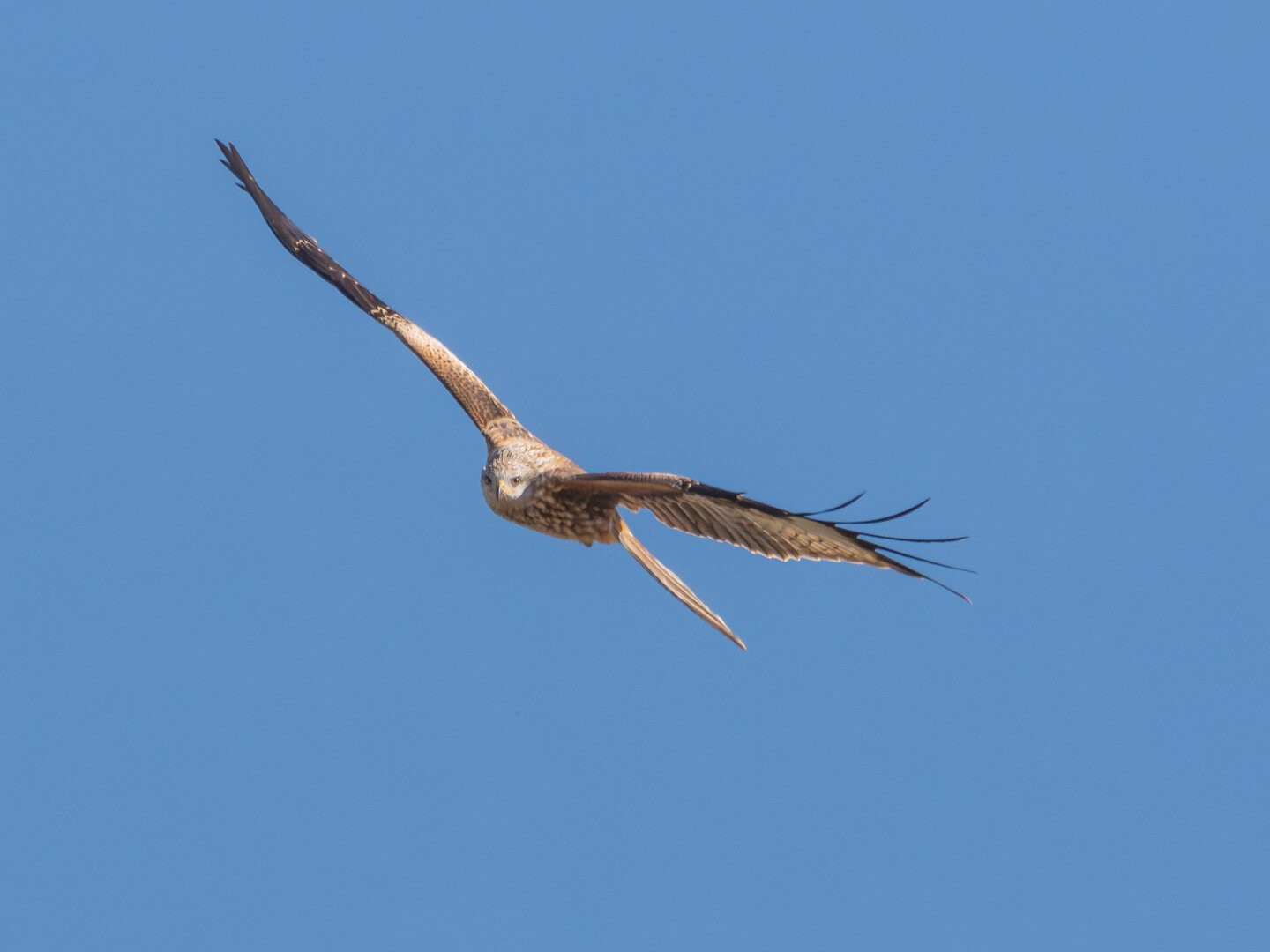 𝗣𝗶𝗰𝘁𝘂𝗿𝗲 𝗗𝗲𝘀𝗰𝗿𝗶𝗽𝘁𝗶𝗼𝗻 (𝗘𝗻𝗴): Red Kite flying seen from the front, in a partial foreshortening, looking at the viewer while performing one of the turns that characterize this agile raptor. 𝗗𝗲𝘀𝗰𝗿𝗶𝗽𝗰𝗶𝗼́𝗻 (𝗘𝘀𝗽): Milano Real volando visto de frente, en un escorzo parcial, mirando al espectador mientras realiza uno de los giros que caracterizan a esta ágil rapaz.