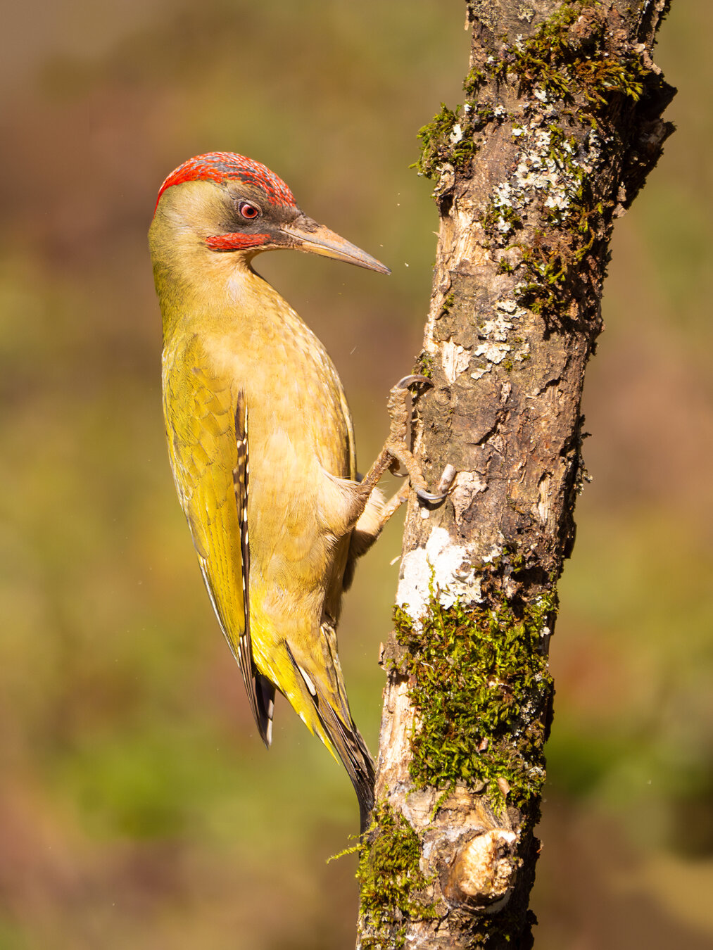 𝗣𝗶𝗰𝘁𝘂𝗿𝗲 𝗗𝗲𝘀𝗰𝗿𝗶𝗽𝘁𝗶𝗼𝗻 (𝗘𝗻𝗴): A male Iberian green woodpecker clings to the narrow trunk of a tree, pecking at it with its strong beak, trying to pierce the wood for food. The out-of-focus background reveals golden, brown, and green hues typical of a deciduous forest in full autumn.

𝗗𝗲𝘀𝗰𝗿𝗶𝗽𝗰𝗶𝗼́𝗻 (𝗘𝘀𝗽): Un pito real ibérico macho aferrado al estrecho tronco de un árbol golpea con su fuerte pico intentando perforar la madera para obtener alimento. El fondo desenfocado revela tonos dorados, marrones y verdes propios de un bosque caducifolio en pleno otoño.