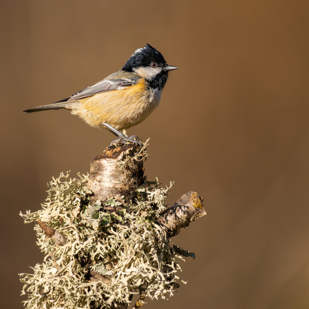 𝗣𝗶𝗰𝘁𝘂𝗿𝗲 𝗗𝗲𝘀𝗰𝗿𝗶𝗽𝘁𝗶𝗼𝗻 (𝗘𝗻𝗴): A coal tit perched on a lichen-covered branch. The little bird stands out against a uniform, out-of-focus brownish background with the typical colors of autumn.

𝗗𝗲𝘀𝗰𝗿𝗶𝗽𝗰𝗶𝗼́𝗻 (𝗘𝘀𝗽): Un carbonero garrapinos posado sobre una rama cubierta de líquenes. El pajarito destaca contra un fondo desenfocado marrón y uniforme con los colores propios del otoño.