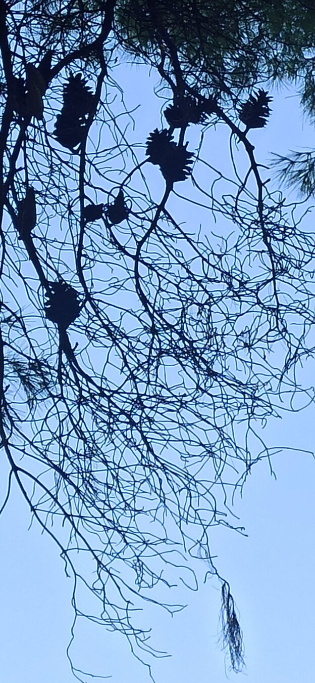 A photo of of tree with a blue backgroubackground, taken from the ground-up.